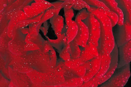 Rose with water droplets