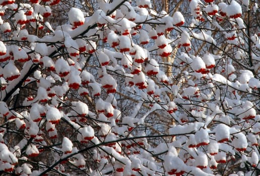 Snow covered tree with red berries