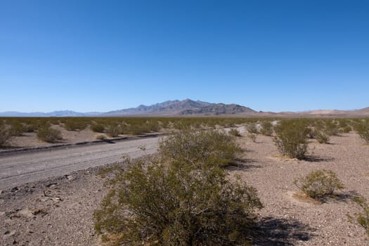 Road in Nevada desert with green bushes