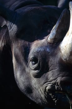 Close up od a rhinoceros head