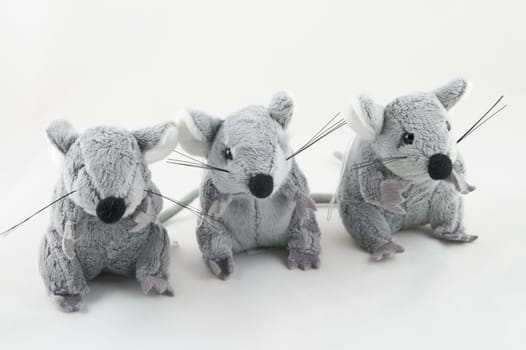 Grey a mousy sitting in a number