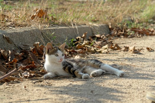 The cat lays and looks afar on a roadside                          