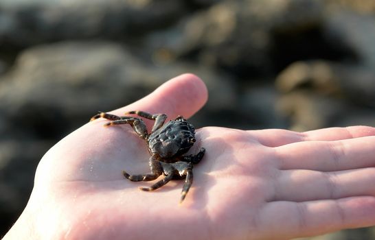 the small sea crab on a palm