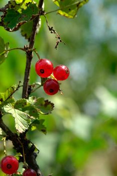 large red currant on a green background