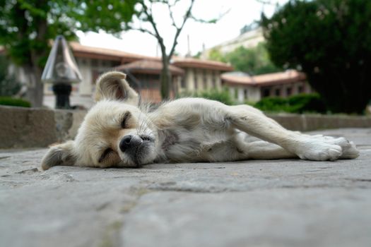 the small sleeping dog is photographed close up