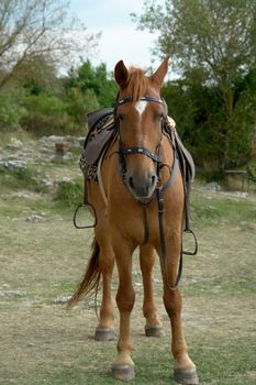 brown horse on a background of a green grass