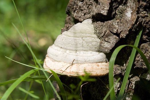 Wood mushroom on a birch on a background of a green grass