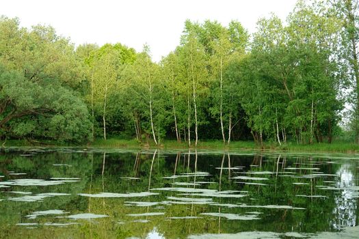 The pond overgrown with ooze in a wood