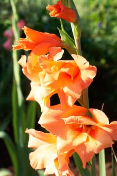 Orange gladiolus (sword lily) on green garden background