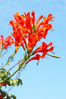 Orange Cape Honey (Melianthus) flowers on blue sky background