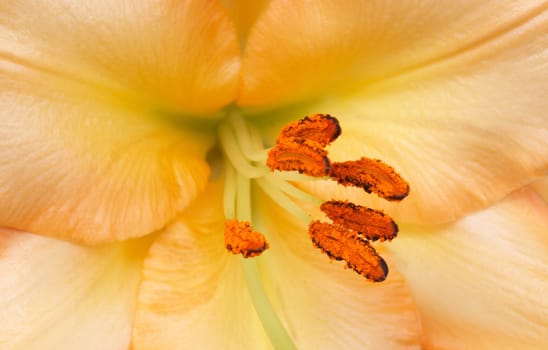 Beautiful yellow tiger lilly on white background 