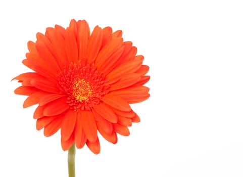 Red gerber daisy on white background. Shallow depth of field