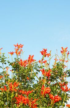 Orange Cape Honey (Melianthus) flowers on blue sky background