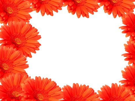 Red gerber daisies on white background forming a frame