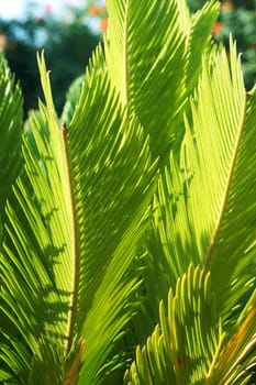 Beautiful green Cycas revoluta, a plant in family Cycadaceae