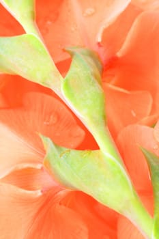 Orange gladiolus (sword lily) in the garden