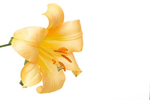 Beautiful yellow tiger lilly on white background