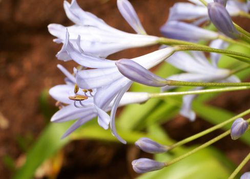 Agapanthus Africanus flowers on dark ground background