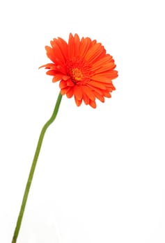 Red gerber daisy on white background
