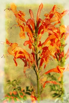 Leonotis flowers (star of the Wild Dagga) on grunge textured background