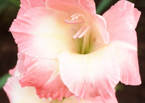 Pink and white gladiolus (sword lily) on a dark garden background. Macro shot - shallow Depth of field