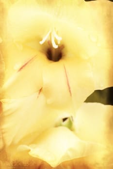 Yellow gladiolus (sword lily) on grunge textured background