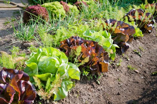 Salad lettuce in a row on the field