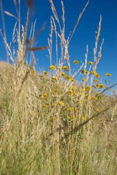 Beautiful Yellow wildflowers in tall grass growing on a mountain slope