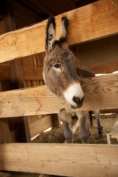 A sad, lonely donkey looks out between the wooden slats of his pen