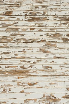 Old Wood with peeling antique white paint showing cracking, distress, knots and grain