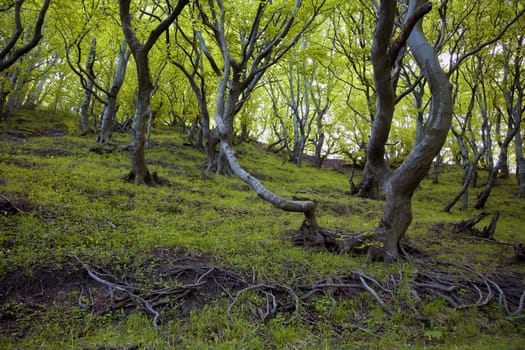 A fairytale wood at springtime - Moen, Denmark.