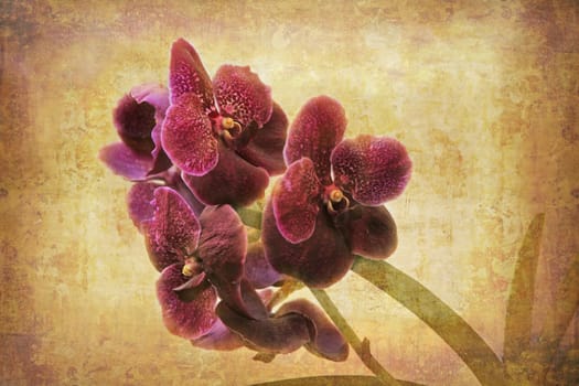 Artistic work of my own in retro style - Flower postcards - purple Orchid