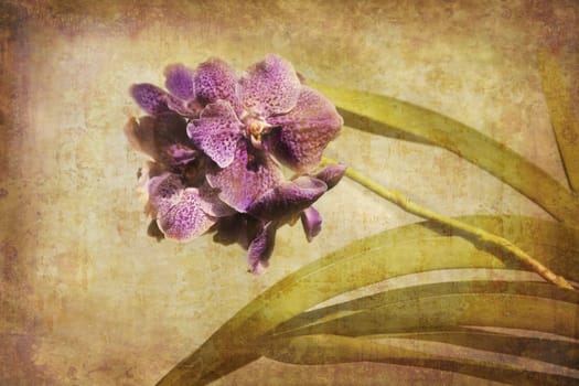 Artistic work of my own in retro style - Flower postcards - purple Orchid