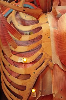 Model of human body showing internal organs 