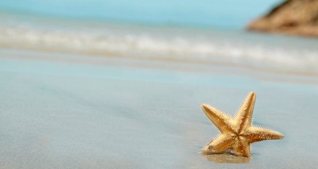Starfish on the Beach