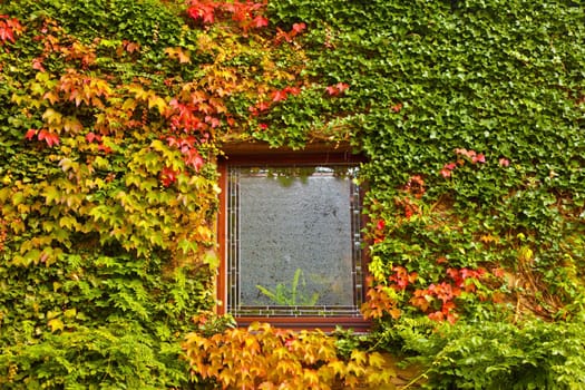 Vine and ivy covered fall colored wall of house with window.