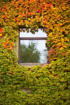 Vine and ivy covered fall colored wall of house with window.