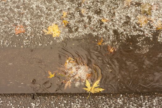 Fall hailstorm: runoff water, ice and fall leaves flowing in road curb.