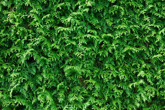 Green Thuja Hedge Background Pattern Texture.