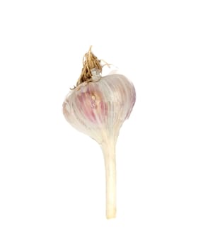 garlic isolated on white background 