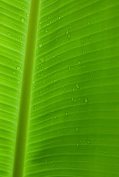 Green and fresh rain drops on a banana leaf