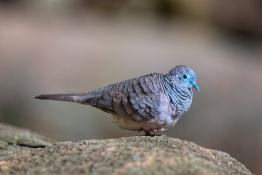 Australian bird - Lovely Dove (Geopelia Striata)