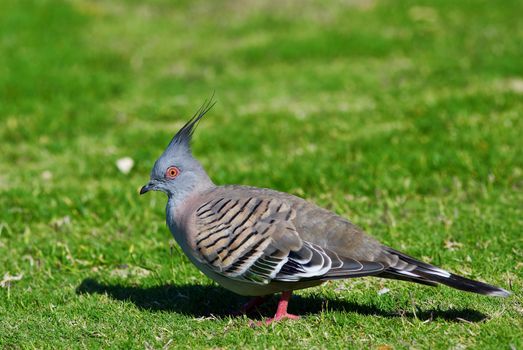 An Australian exotic bird