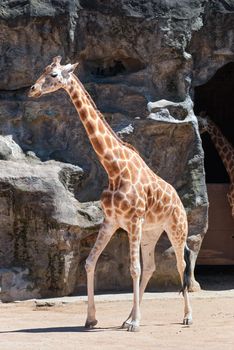 A giraffe at Taronga zoo, Sydney on rocky background