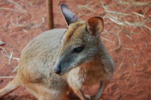 Australia iconic animal, brown kangaroo, outback