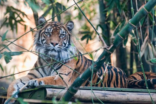 Tiger resting and staring at the camera behind bamboo trees