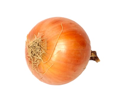 Ripe onion on a white background 