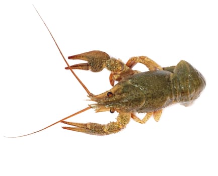  crawfish on white background 
