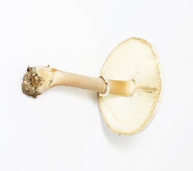 pale toadstool