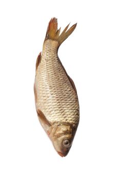 big carp isolated on white background 